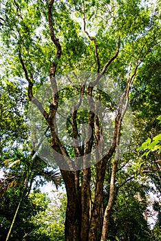 Big tree in Mae Fah Luang Garden