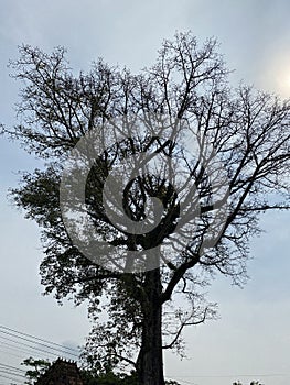 a big tree with many branches stand on the ground.
