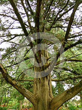 Tree branches.Big tree and branches.