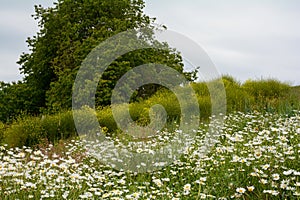 Big tree and a meadow on a hill with many daisies