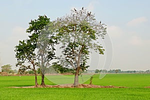 Big tree in the middle of the rice field,.