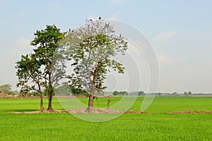 Big tree in the middle of the rice field,.