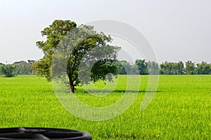 Big tree in the middle of the rice field,.