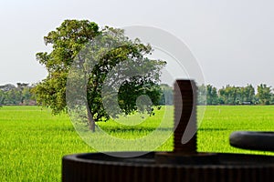 Big tree in the middle of the rice field,.