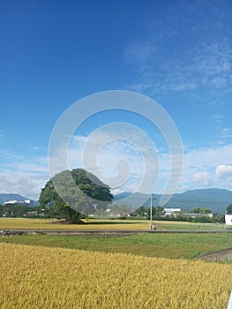 big tree in the middle of rice fields under the blue sky