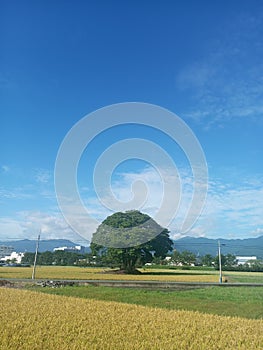 big tree in the middle of rice fields under the blue sky