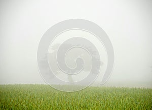 Big tree in the mist over the green rice field