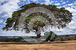 Big tree in national park Ngoro Ngoro