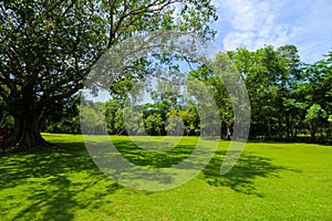 Big tree in the natural park