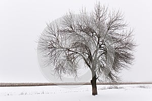 A big tree near the field in a snowy winter