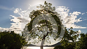 Big tree near river with aura sunlight beam and white cloud at sunset in summer