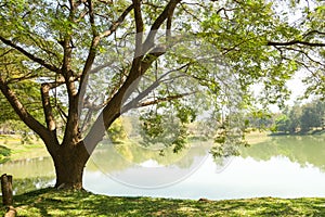 Big tree next to the lake.