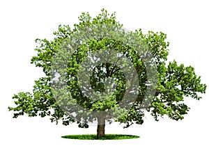Big tree - oak isolated on a white photo