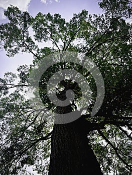 Big tree with old trunk and green leaves plenty around and bright sky