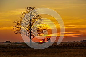 Big tree and orange sky during sunset