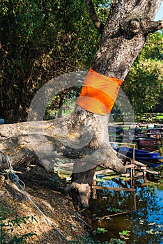 Big Tree Ordination with Yellow Robe in Buddhism Belief