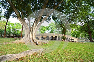 Big tree in the park