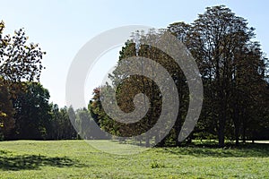 Big tree in the park on blue sky background