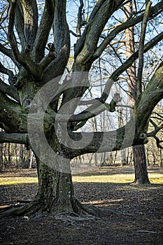 Big tree in park, Budmerice, Slovakia