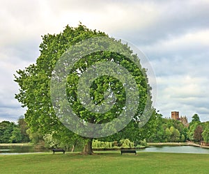 Big Tree in Park/Benches/Church
