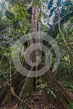 Big tree peruvian Amazon jungle Madre de Dios Peru photo