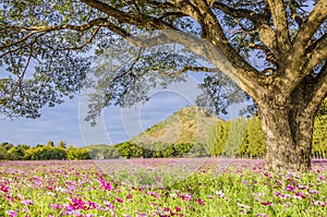 Big tree in pink field