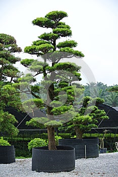 Big tree plant with barricaded by root barrier.