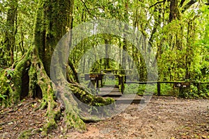 Big tree in Rain forest