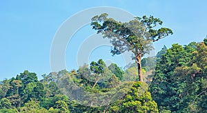 Big tree in the rain forest on the sky background