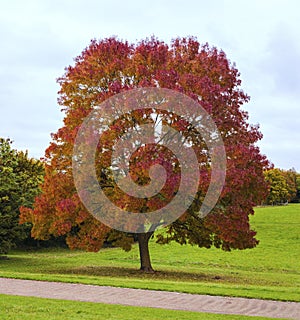 Big tree with red Autumn leaves in October