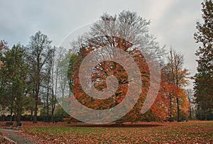 Big tree with red leaves in autumn park