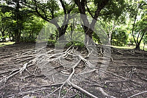 Big tree root