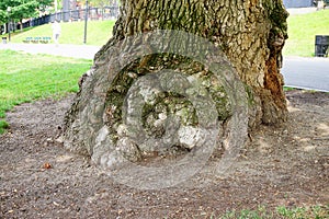 A big tree root in Boston common