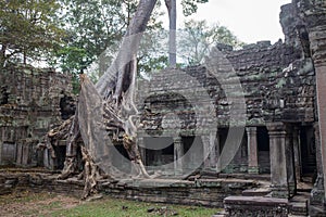 Big tree root combine with ancient stone balcony at Preah Khan t