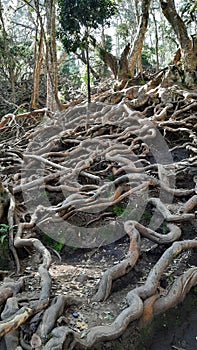 Big tree root on earth