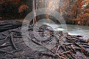 Big tree root with fallen autumn leaves