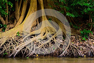 Big tree root in the forest