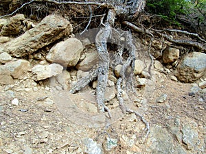 Big tree root on a hillside
