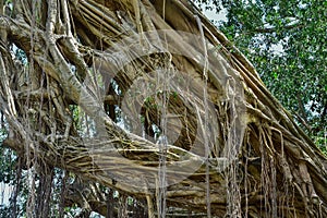 Big tree root in the jungle wild. amazing banyan root in deep tropical forest. A old tree has roots for natural background