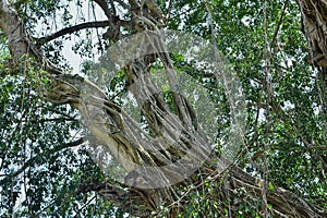 Big tree root in the jungle wild. amazing banyan root in deep tropical forest. A old tree has roots for natural background