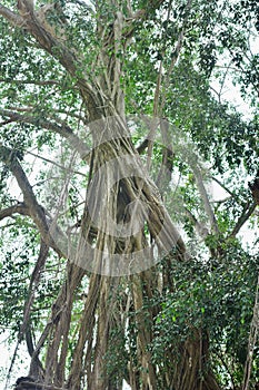 Big tree root in the jungle wild. amazing banyan root in deep tropical forest. A old tree has roots for natural background