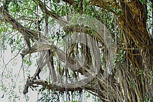 Big tree root in the jungle wild. amazing banyan root in deep tropical forest. A old tree has roots for natural background