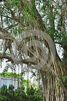 Big tree root in the jungle wild. amazing banyan root in deep tropical forest. A old tree has roots for natural background