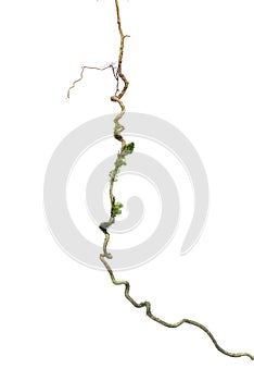 A big tree root overgrown with green moss, isolated on white background with clipping path included. Floral Desaign. HD Image and