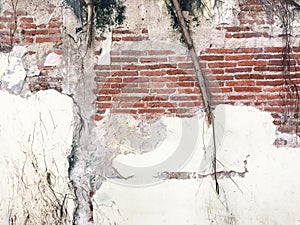 big tree root in the wall. amazing banyan root in deep tropical forest. A old tree has roots for natural background