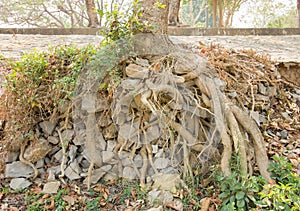 Big tree roots and big stones in tropical national park near ro