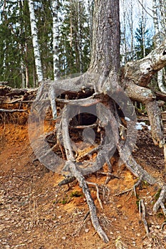 Big tree roots
