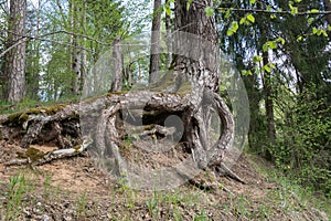 Big tree roots on forest .