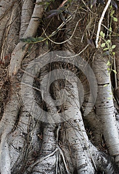 Big tree roots gathered together