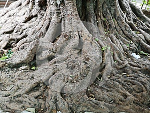 Big tree roots have existed for 10 years photo
